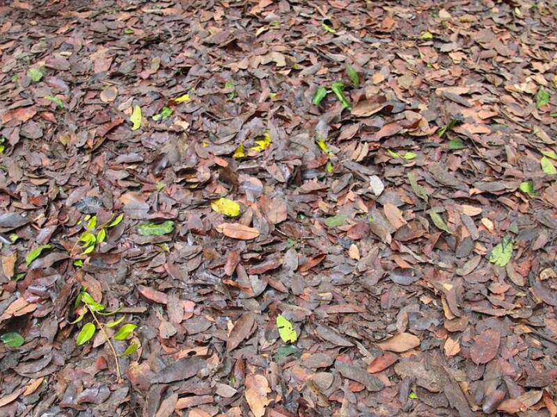 Tunnels de Cu Chi