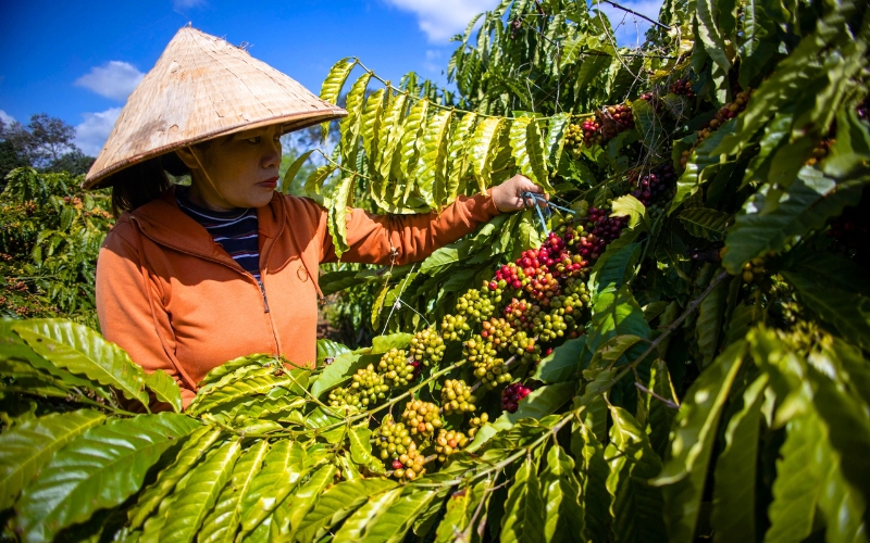 Vietnamese Coffee – Authentic Flavor of Life